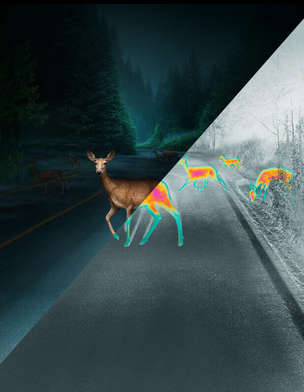 deer on the road half in nightvision